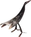 Black Bull Horn Bird